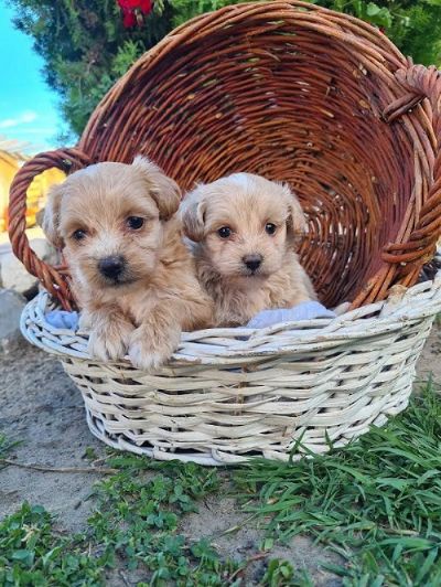 Maltipoo tenci 